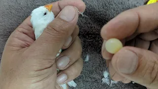 White Zebra Finch Egg Binding Treatment 20230928