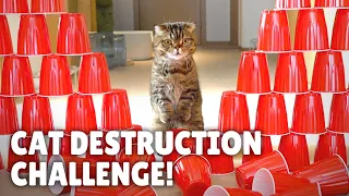 Cat Obstacle Destruction Challenge! | Kittisaurus