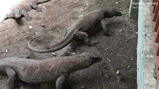 a pig who tried to provoke three large Komodo dragons,,