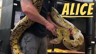 15 FOOT RETICULATED PYTHON! MEET MS. ALICE