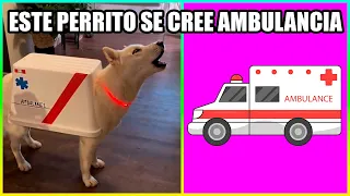 Animales Fingiendo Ser Otros Animales 😂 Parte 4