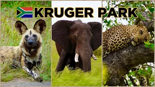 KRUGER PARK, South Africa - ULTIMATE Guide with the BIG FIVE & ALL Animals