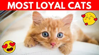 Top 10 Extreme Loyal Cat Breeds #cats #catbreeds #cat #catlovers #pets #catvideos #catlover #pet