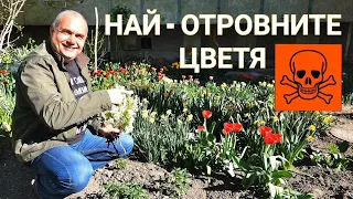 НАЙ - ОТРОВНИТЕ ЦВЕТЯ В ДВОРА! MOST POISONOUS FLOWERS IN THE YARD! #garden #yard #plant#