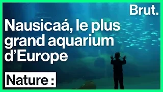 Visite guidée de l'aquarium Nausicaá