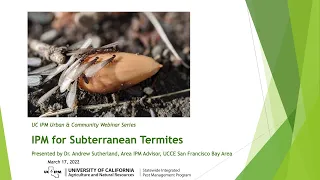 Understanding Subterranean Termites: the Social Cockroaches Eating Our Homes