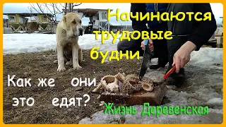 начинаю трудовые будни | рубец для алабая | жизнь деревенская