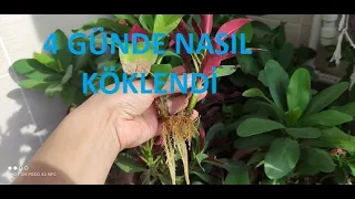 Dikenler Tacı (Euphorbia milli) 4 Günde Nasıl köklenir? Çok Kısa Sürede  Köklenme, Suda Köklenme