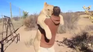 Лев нашол своего хозяина долгих лет