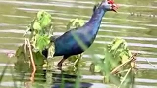 Purple Swamphen - Kumbhargaon