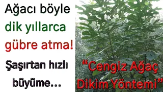 Hızlı büyüten yeni ağaç dikim yöntemi