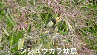 シジュウカラの幼鳥（野田市　2024.5.24）Great Tit