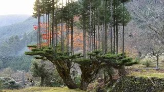 Удивительные Вещи, Которые Вы Не Видели. Часть 26