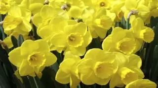 Daffodils by William Wordsworth (read by Tom O'Bedlam)