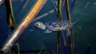 Выпуск на волю детеныша болотной черепахи