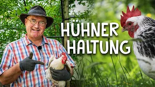 So kann jeder Hühner halten! 🐓- Nutztierhaltung im eigenen Garten für den Selbstversorger