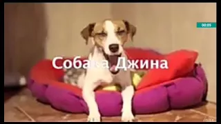 Собака Джина поёт песню мне нравится.