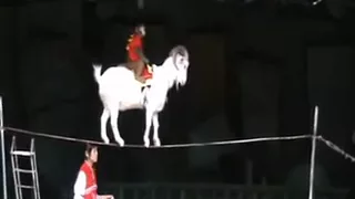 китайский цирк с трюками - splendid chinese circus with fantastic stunt