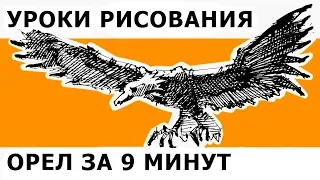 Как нарисовать орла за 9 минут. Рисование поэтапно, для начинающих. Скетчинг. Кичигин Эдуард