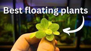 Best Floating Plants? TOP 5 and beginner guide!