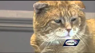 Police investigate after cat shot in Barnstead