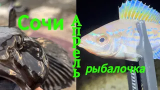 Донки в Черном море. Рыбалка в апреле. #рыбалка #fishing #sochi #сочи