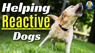 Reactive Dog Training: Help Dogs Move from Dysregulation to Self-Regulation Case Study