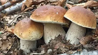 Білі гриби в Карпатах. Осінні білі гриби, боровики. Пошук підберезників в Закарпатській області.