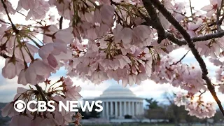 Videos show cherry blossoms blooming in parts of Northeast