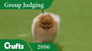 Pomeranian wins Toy Group Judging at Crufts 2006