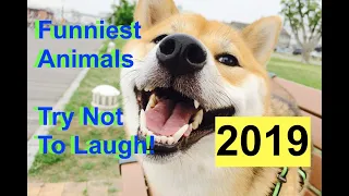 Funniest Animals  2019  Try Not To Laugh 🤣   Funny Domestic And Wild Animals Life