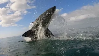 Why Do Great White Sharks Breach? 4K