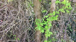 Field elm (Ulmus minor) - trunk - April 2018