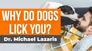 What It Means When Dogs Lick You