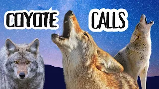 Eerie Coyote Sounds: Howling, Yipping, and Bark at Night (4k video Ultra HD)