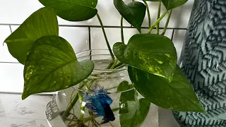 How to grow/care Pothos in a Betta Fish Bowl?