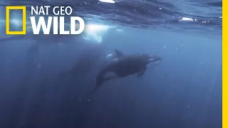 Orcas vs. Sperm Whales | Nat Geo Wild