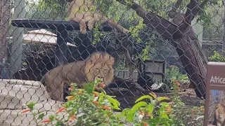 Amazing lion ⚠️flash⚠️ at the San Diego zoo *best in country they say 💗*