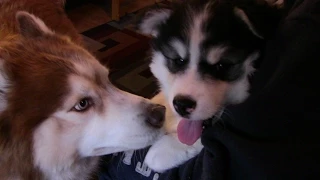 Siberian Husky Puppy meets her Dad