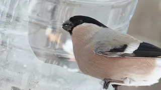 Черноголовая гаичка и самка снегиря на кормушке.