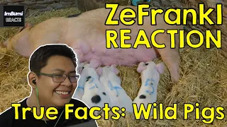 True Facts: Wild Pigs | zefrank1 | ImBumi Reaction