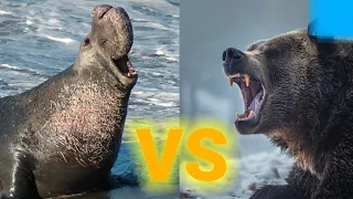 морской слон против медведя!!!! elephant seal vs bear !!!!