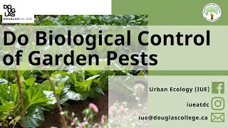 How to: Do Biological Control of Garden Pests