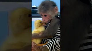 Cute Bibi Monkey , Cat , Duck Cute Video 2022 | New Year Bibi Monkey 🐒 Celebration 2022