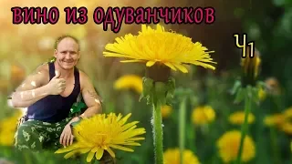 вино из одуванчиков ч1