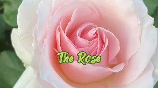 玫瑰开花了/The Rose/二胡erhu