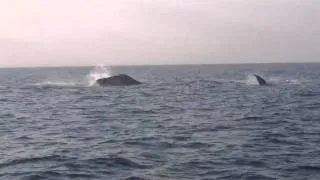 Humpback Whales at Lennox head NSW
