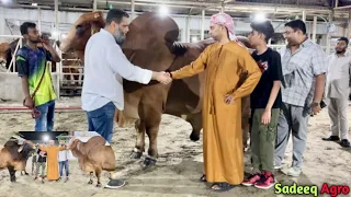 American brahman bull VL Rojo Live sold 2023 Sadeeq Agro | Qurbani bulls of Shaker Bhai | Baridhara