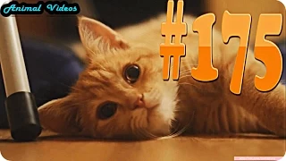 Приколы с животными №175   Очень милый кот  Смешные животные  Animal videos