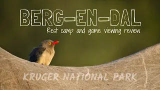BERG-EN-DAL Rest Camp & Game Viewing Review | Kruger National Park